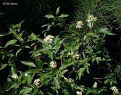 Image of Gray Dogwood