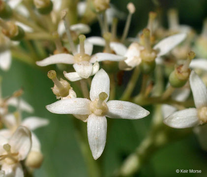 Image of Gray Dogwood