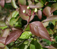 Image of Gray Dogwood