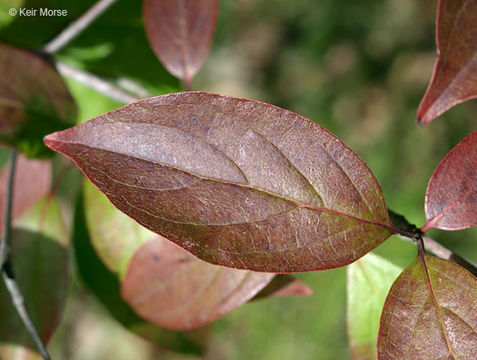 Image de Cornus racemosa Lam.