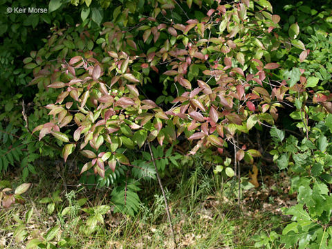 Image of Gray Dogwood