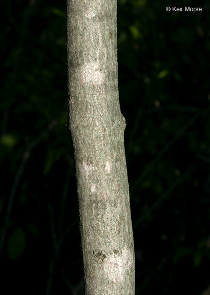 Image of Gray Dogwood