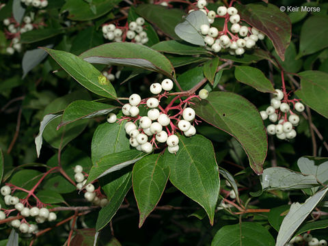 Image of Gray Dogwood