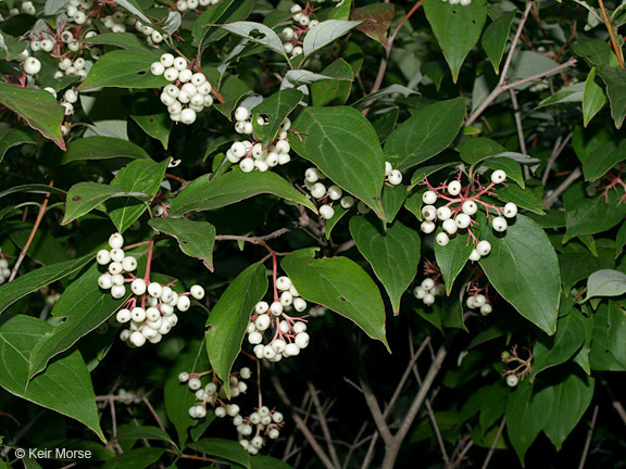 Image of Gray Dogwood