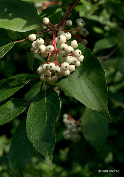 Image of Gray Dogwood