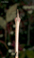 Image of Gray Dogwood