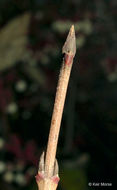 Image of Gray Dogwood