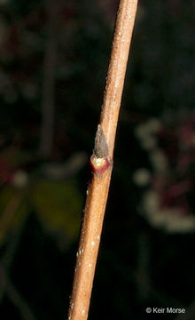 Image de Cornus racemosa Lam.