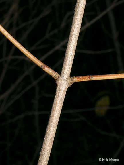 Image of Gray Dogwood