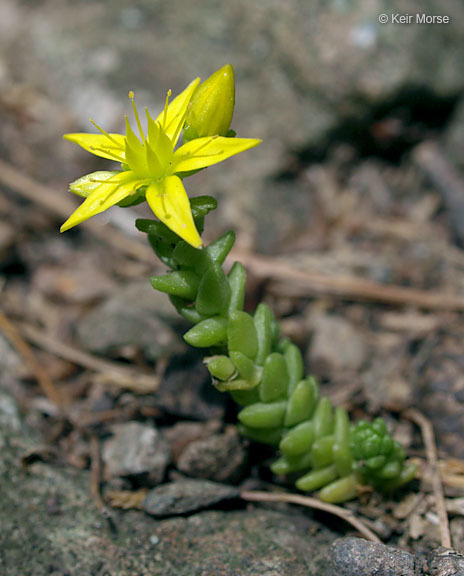 Image of Biting Stonecrop