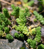 Image of Biting Stonecrop