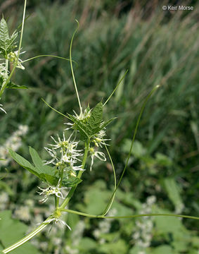 Image of Balsam-apple