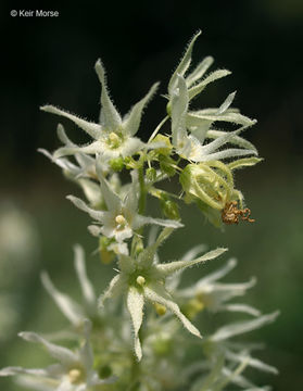 Image of Balsam-apple