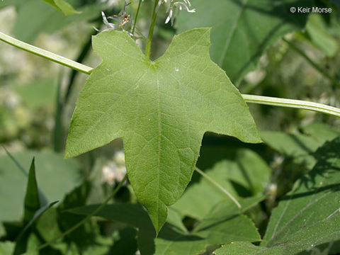 Image of Balsam-apple