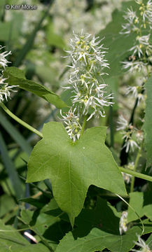 Image of Balsam-apple