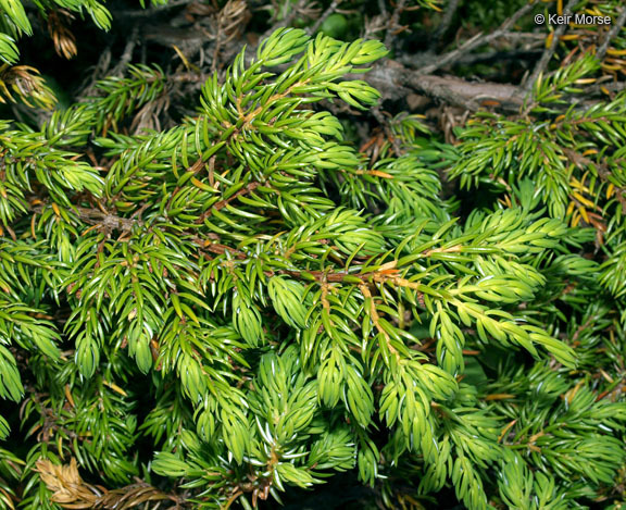 Plancia ëd Juniperus communis var. depressa Pursh