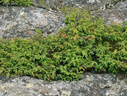 Plancia ëd Juniperus communis var. depressa Pursh