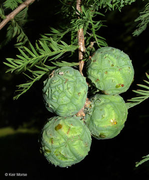 Image of Bald Cypress