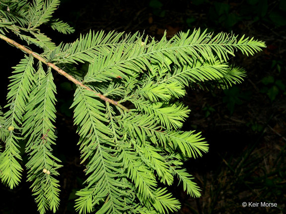 Image of Bald Cypress