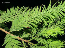 Image of Bald Cypress