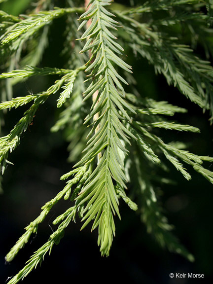 Image of Bald Cypress