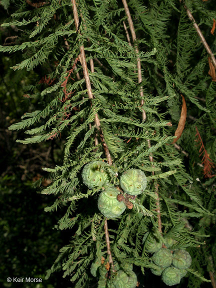 Image of Bald Cypress