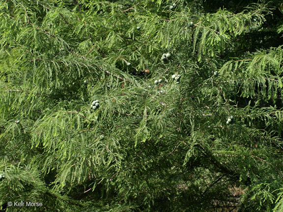 Image of Bald Cypress