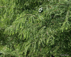 Image of Bald Cypress