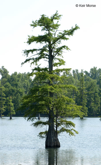 Image of Bald Cypress