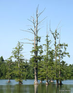 Image of Bald Cypress