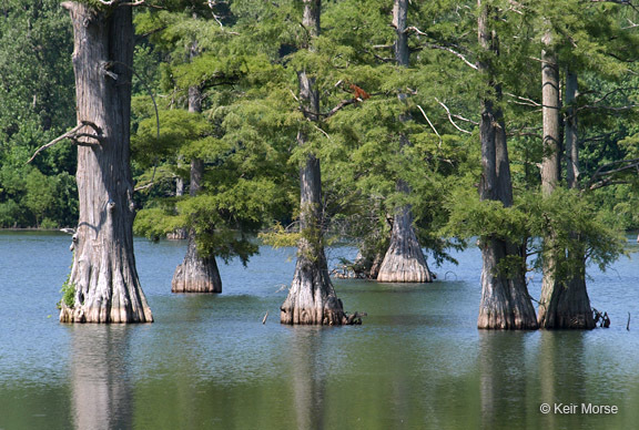 Image of Bald Cypress