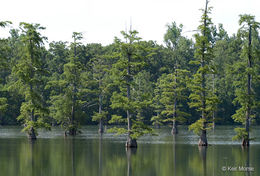 Image of Bald Cypress