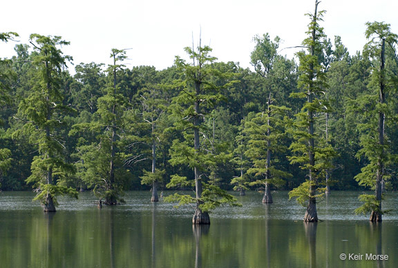 Image of Bald Cypress