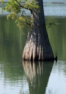 Image of Bald Cypress