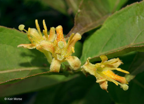 Image of northern bush honeysuckle