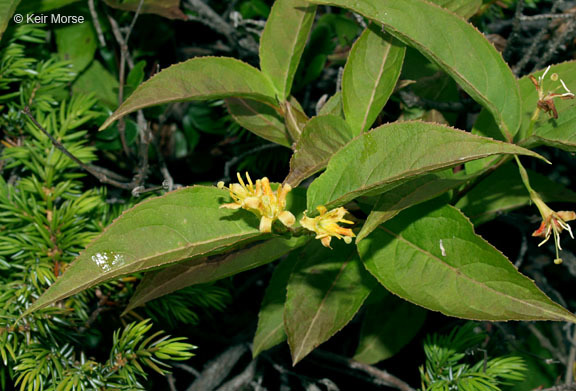 Image of northern bush honeysuckle