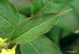 Image of northern bush honeysuckle