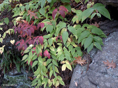 Image of northern bush honeysuckle