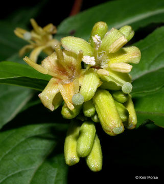 Image of mountain bush honeysuckle