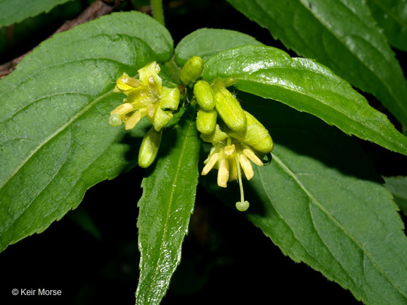 Image of mountain bush honeysuckle