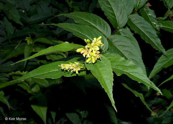 Image of mountain bush honeysuckle