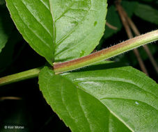 Image of mountain bush honeysuckle