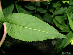 Image of mountain bush honeysuckle