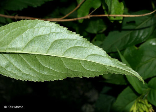 Image de Diervilla rivularis Gattinger