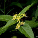 Image of mountain bush honeysuckle