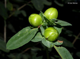 Image of cedarglade St. Johnswort