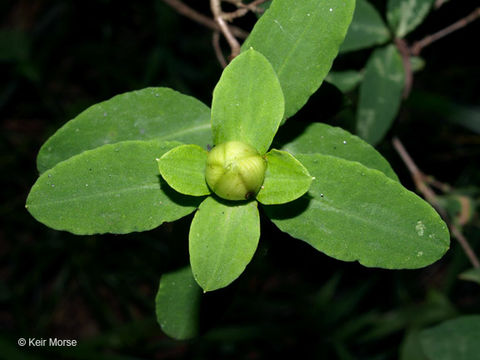 Image de Hypericum frondosum Michx.