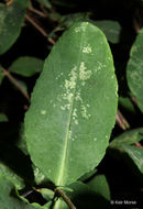 Image de Hypericum frondosum Michx.