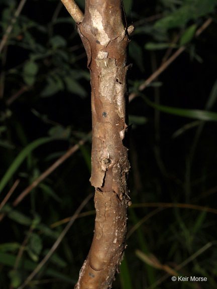 Image de Hypericum frondosum Michx.