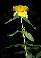 Image de Hypericum frondosum Michx.
